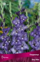 Гладиолус Крупноцветковый Блу Айл (10/12) 10 шт