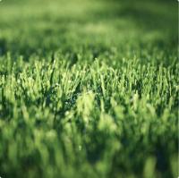 ГАЗОН.Сахара 10 кг Абсолют Грин