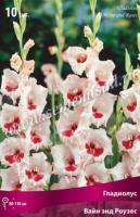 Гладиолус Крупноцветковый Вайн энд Роузес (10/12) 10 шт 