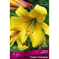 Лилия Трубчатая Голден Сплендор (14/16) 2 шт