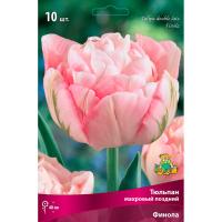 Тюльпан Махровый поздний Финола (11/12) 10 шт