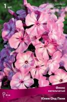 Флокс метельчатый Юник Олд Пинк (I) 1 шт
