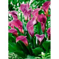 Калла Пёпл Сенсейшн К