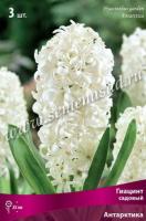 Гиацинт Садовый Антарктика (14/15) 3шт.