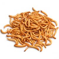 Насекомое Мучной червь (100шт)