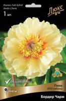 Пион ИТО-гибрид Бордер Чарм 1шт (1-2)