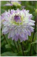 Георгина декоративная Крейзи Лав (I) 1 шт 