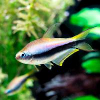 Рыба Тетра Королевская