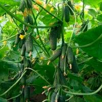 Огурец Мадейра F1 250 шт