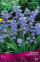 Пролеска колокольчатая Блу