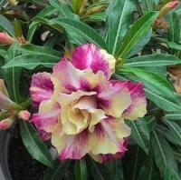 Адениум Raksikon DESERT ROSE 3шт Адениум Raksikon DESERT ROSE 3шт