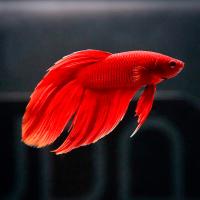 Рыба Петушок вуалевый