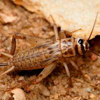 Насекомое Сверчок банановый крупный Насекомое Сверчок банановый крупный