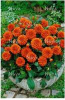 Георгина декоративная Ориндж Наггет (I) 1 шт 