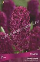 Гиацинт Садовый Вудсток (14/15) 3шт.