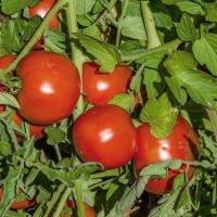 Томат Махитос F1 5шт