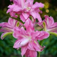 Лилия Восточная махровая Лотус Уандер (14/16) 1 шт 