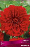 Георгина декоративная Ред Фубуки (I) 1 шт