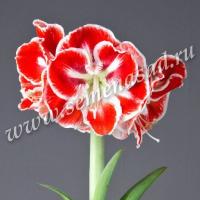 Амариллис простой Самба (24/26) 1 шт