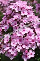 Флокс метельчатый Шоколад (I) 1шт