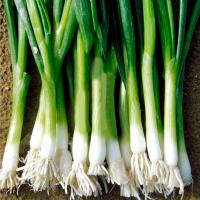 Лук батун Нежность 100г