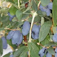 Жимолость съедобная Уссульга