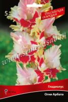 Гладиолус Крупноцветковый Российская селекция Огни Арбата (12/+) 5 шт