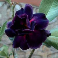 Адениум Triple Magenta DESERT ROSE 3шт Адениум Triple Magenta DESERT ROSE 3шт