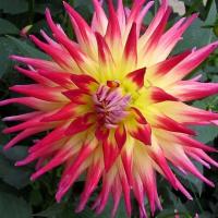 Георгина полукактусовая Электрик Флеш (I) 1 шт