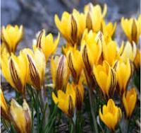 Крокус Эрли Голд 5/7 (10шт) НК391587