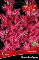 Гладиолус Крупноцветковый Российская селекция Конек горбунок (12/+) 5 шт