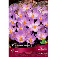 Крокус прекрасный Конкерор (5/7) 10шт