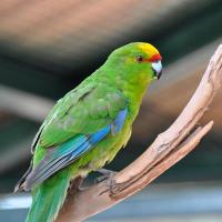 Птица Какарик Птица Какарик