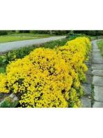 Аэлита Алиссум Золотое руно 0,03г