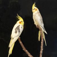 Птица Корелла Птица Корелла