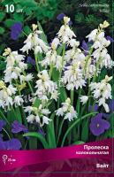 Пролеска колокольчатая Вайт