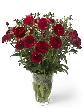 Лютик гибридный Батерфляй Аид /К 839677