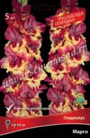 Гладиолус Крупноцветковый Российская селекция Марго  (12/+) 5 шт