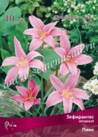 Зефирантес Пинк