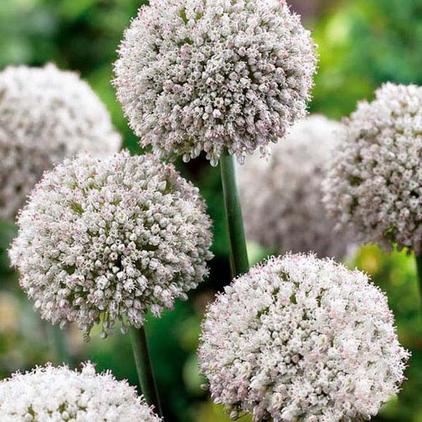 Лук виноградный Уайт Клауд (10шт, 6+) 825783