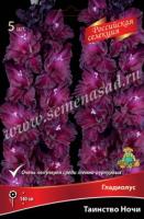 Гладиолус Крупноцветковый Российская селекция Таинство Ночи  (12/+) 5 шт