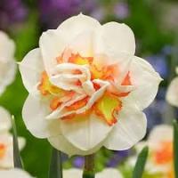 Нарцисс Махровый Пинк Перфоманс* (белый с лососёво-желтым центром, крупный, 3шт, 12/14) 