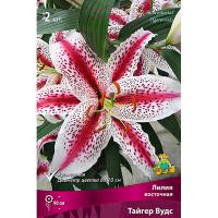 Лилия Восточная Тайгер Вудс (14/16) 2 шт 