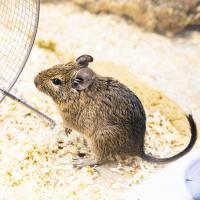 Грызуны Дегу