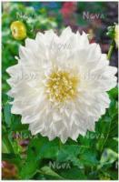 Георгина декоративная Флёрел (I) 1 шт