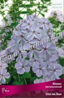 Флокс метельчатый Олл ин Ван (I) 1шт 