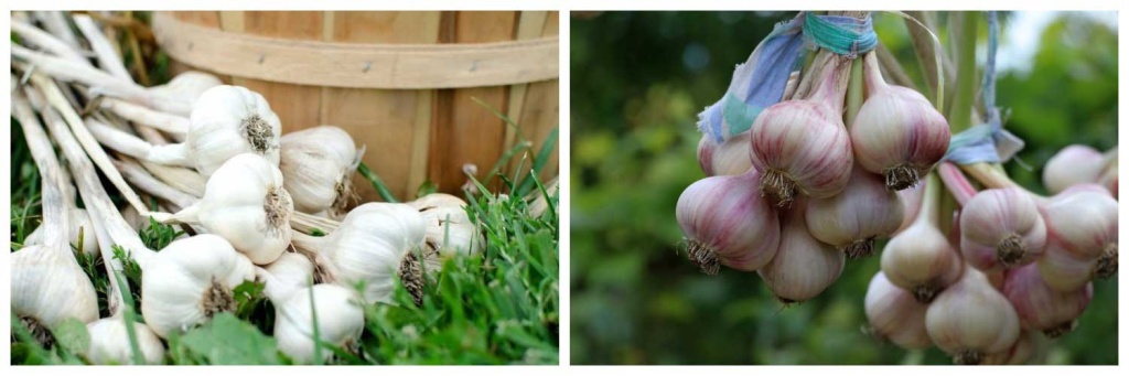 уборка-чеснока.jpg