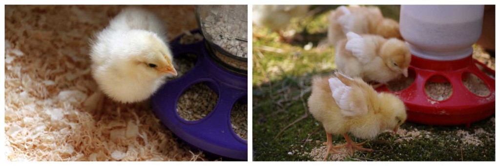 цыплята-едят.jpg цыплята-едят.jpg