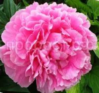 Pion-Aleksandr-Fleming