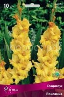 Гладиолус Роксанна